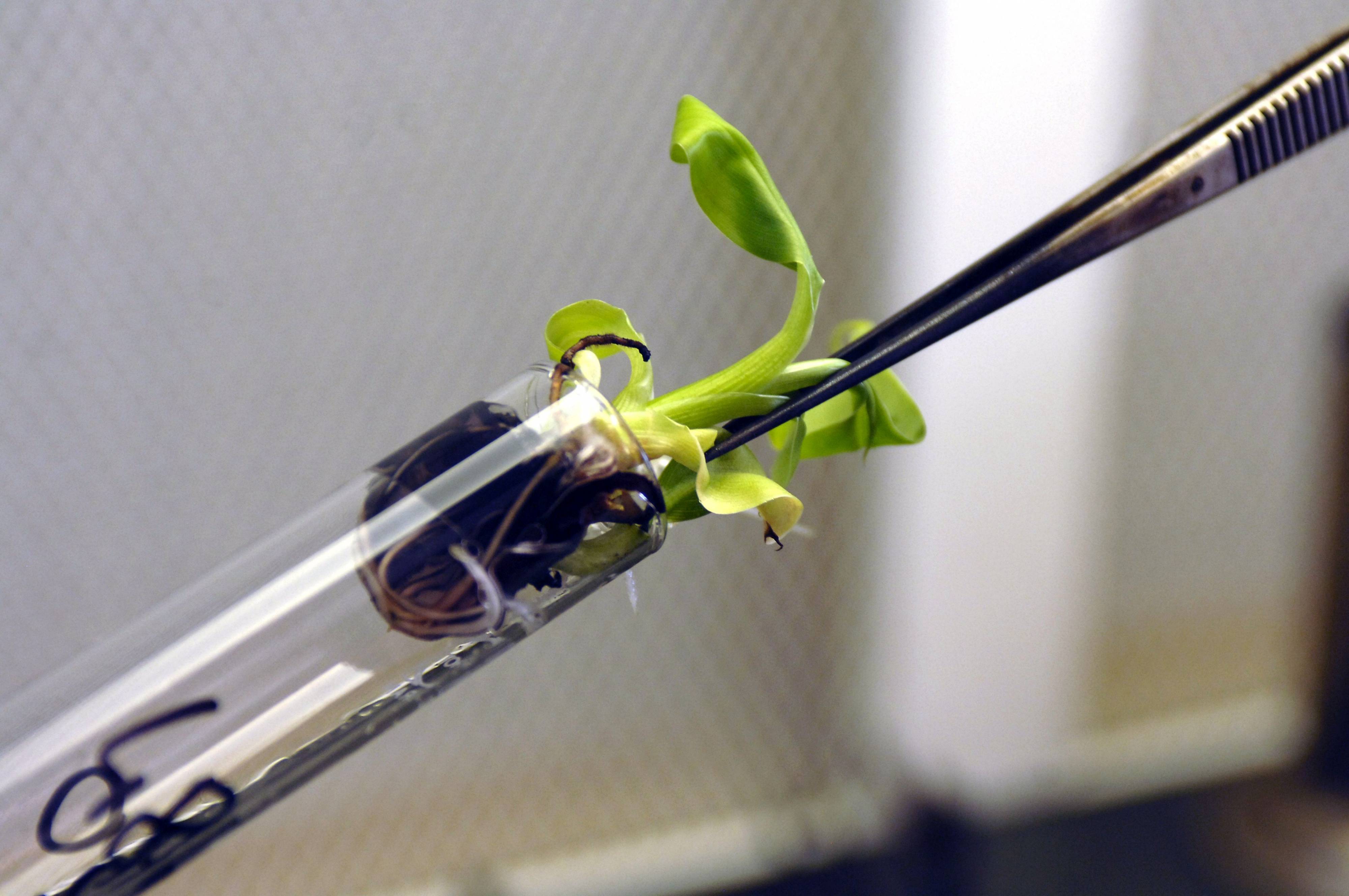 In vitro cultured banana plants to be used for mutation induction at the Plant Breeding and Genetics Laboratory of the?Joint FAO/IAEA Centre of Nuclear Techniques in Food and Agriculture. (Photo: D.Calma/IAEA)