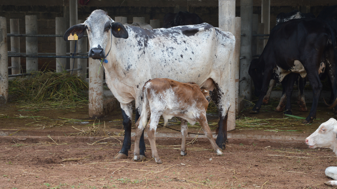 Benin Introduces Artificial Insemination in Cattle, Improving Animal Breeding and Nutrition
