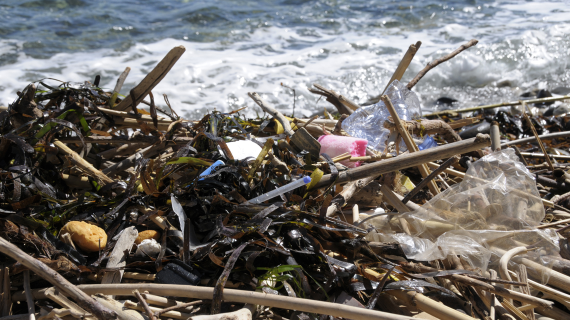 New IAEA Research Explores the Impact of Microplastics on Marine Organisms