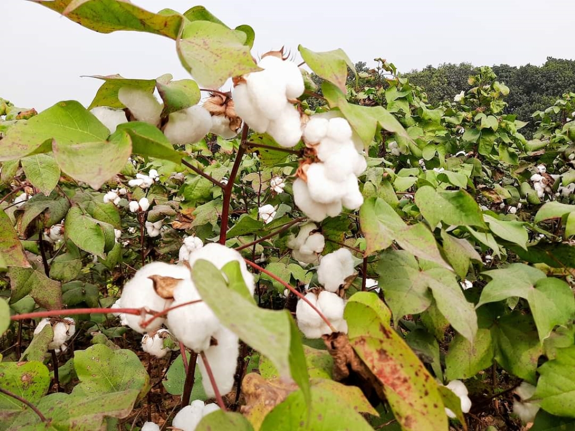 Bangladesh, cotton, plant breeding. 