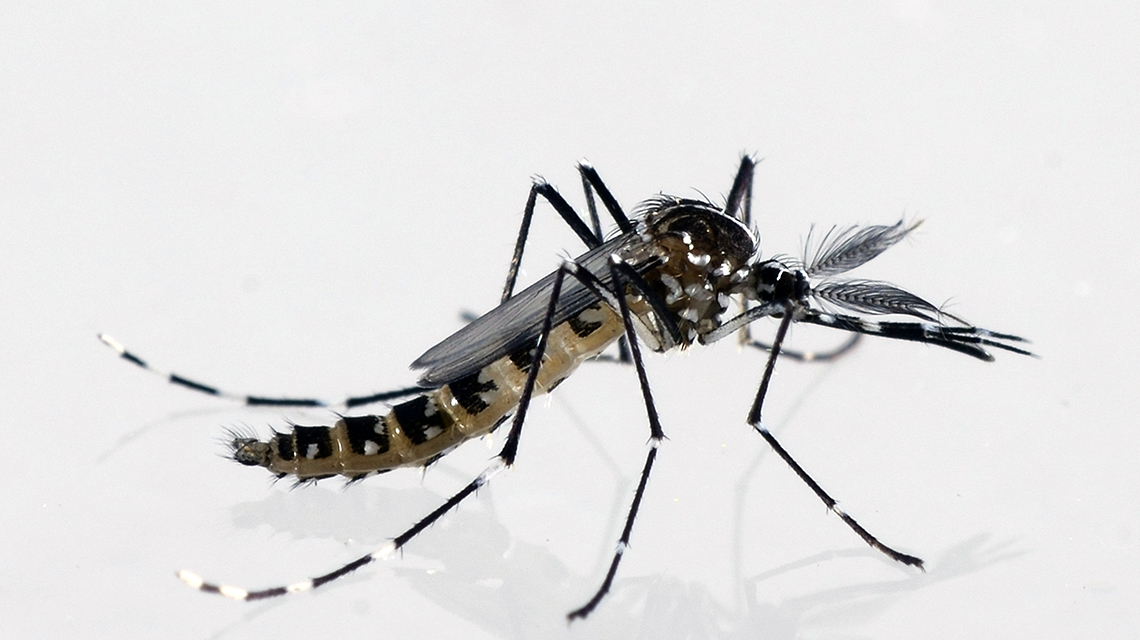 aedes-mosquito-1140x640.jpg