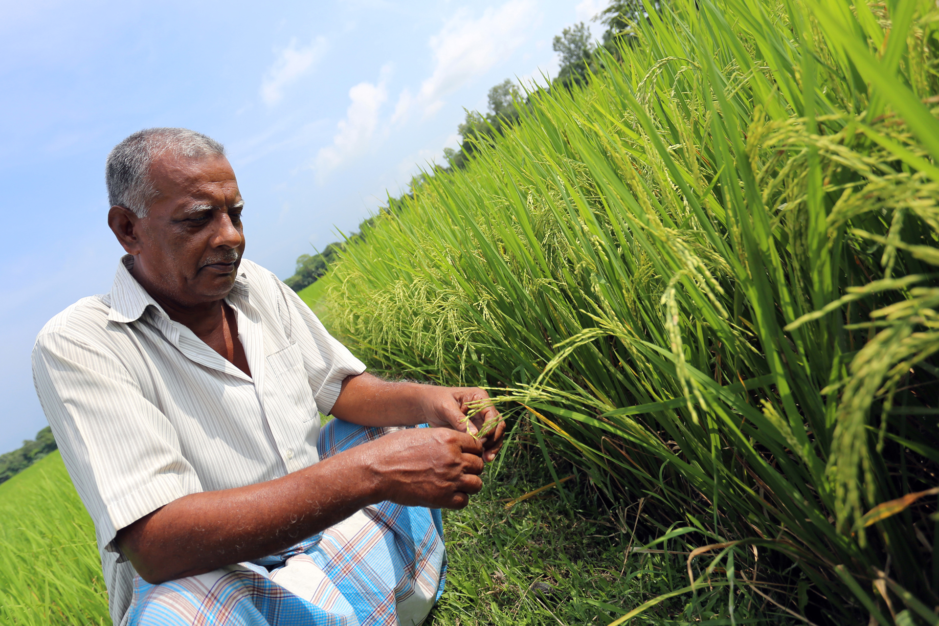 bangaladesh_rice_field.jpg