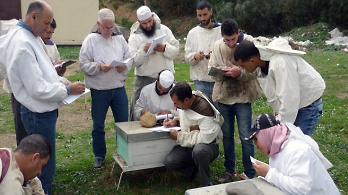 beekeepers-algeria-1140x640.jpg