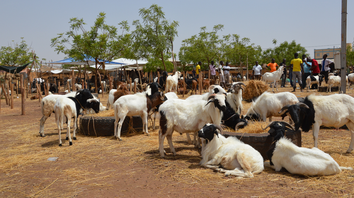 benin-sheep-1140x640.jpg