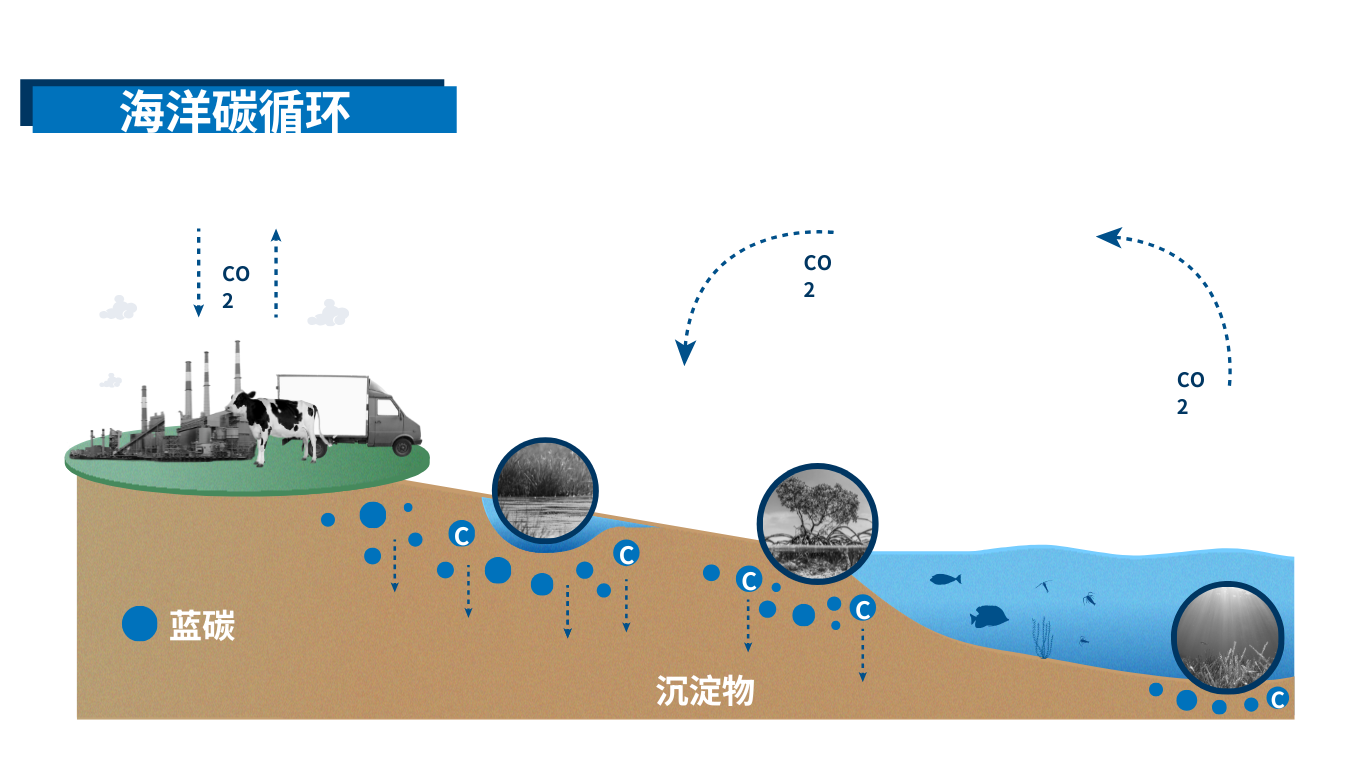 bluecarboncycle_ch3.png