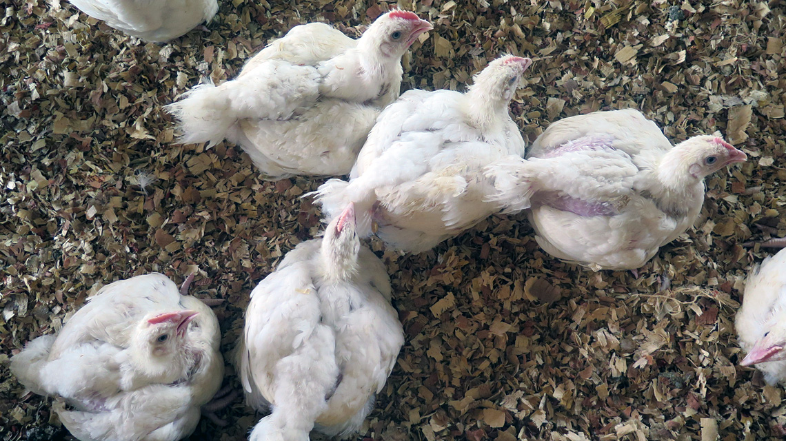 chickens-1140x640.jpg