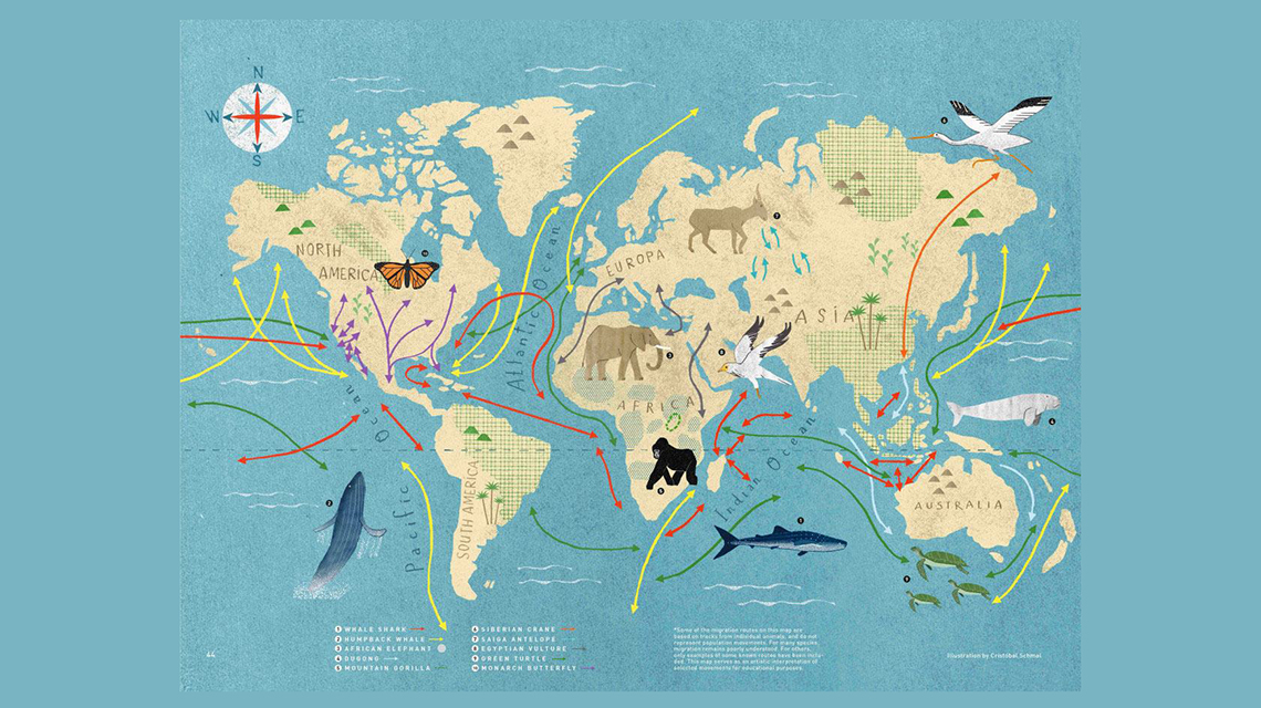 cms-animal-migration-1140x640.jpg