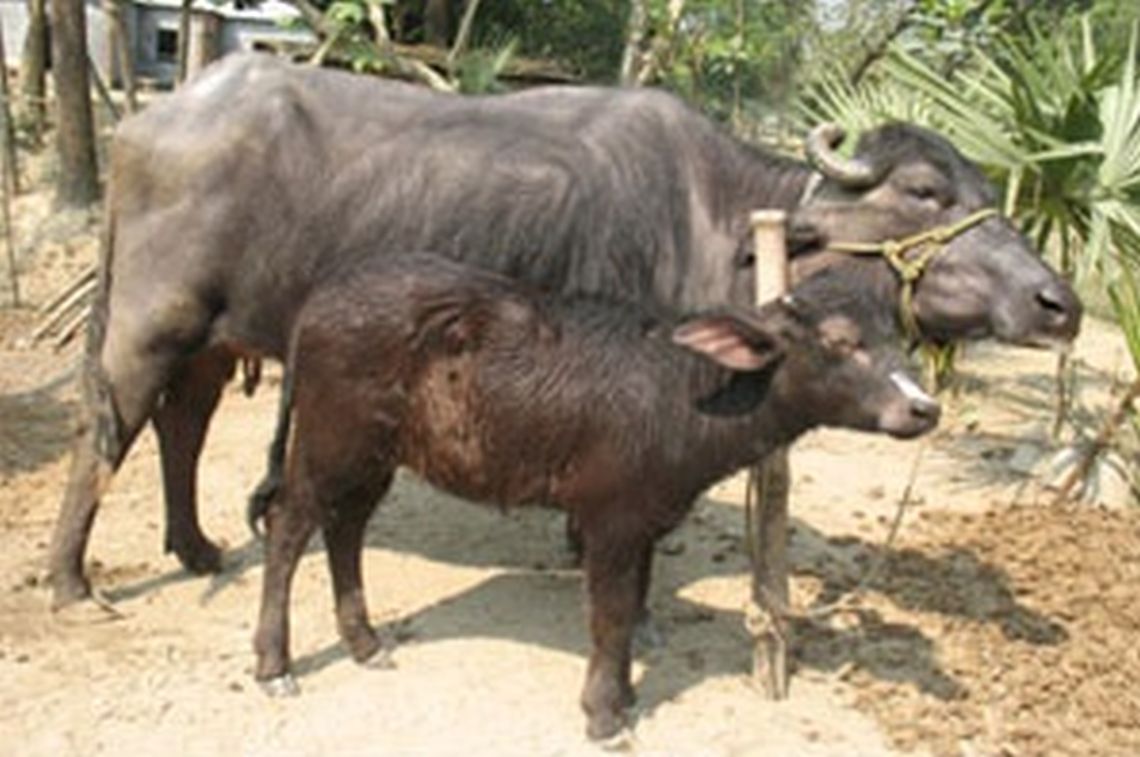 community_based_dairy_veterinary_services_in_bangladesh_2_1.jpg