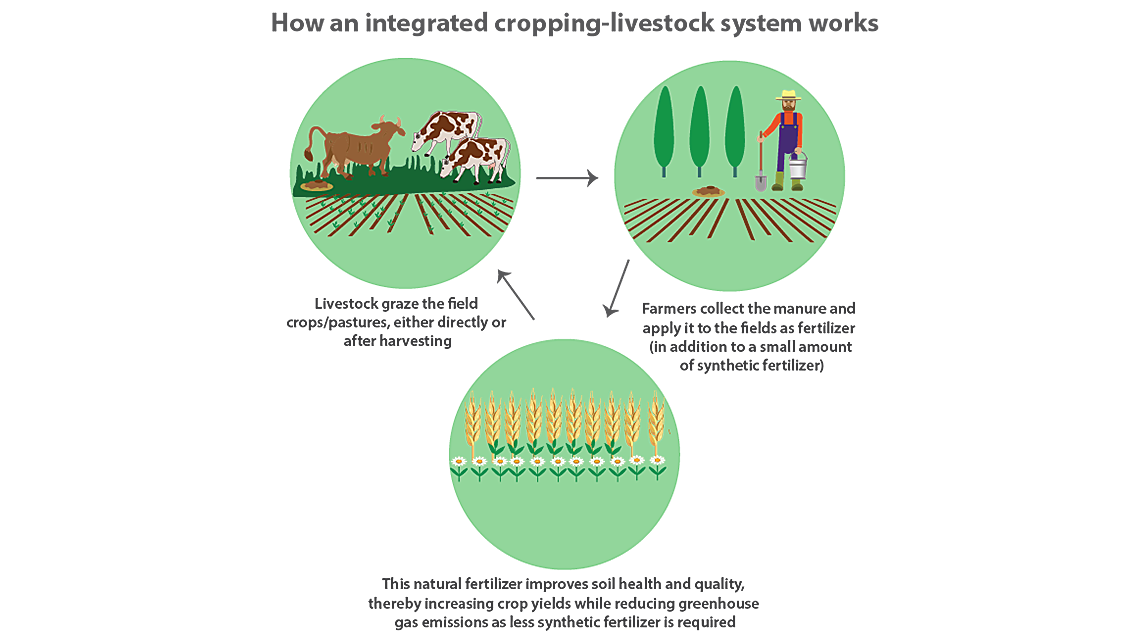 crop-livestock-cycle-1140x640.png