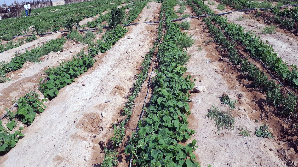 cucumber-irrigated-with-saline-groundwater-iraq-1140x640.jpg