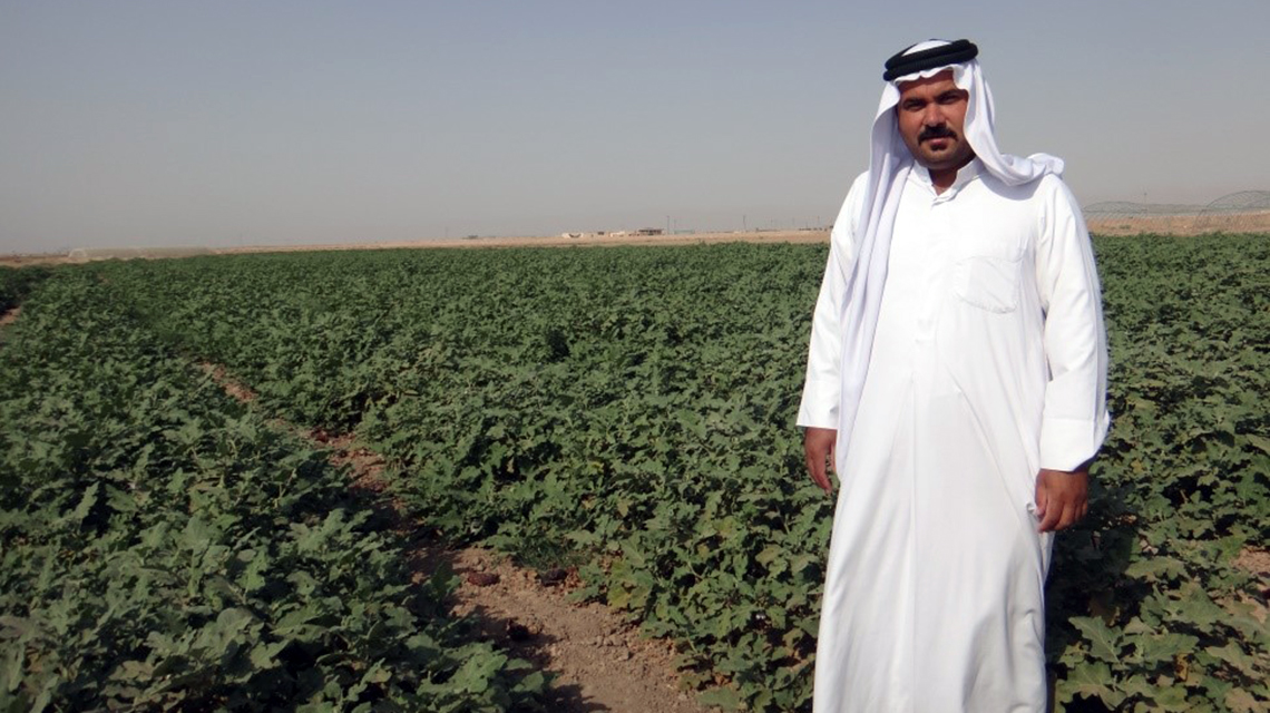 eggplant-farmer-iraq-1140x640.jpg