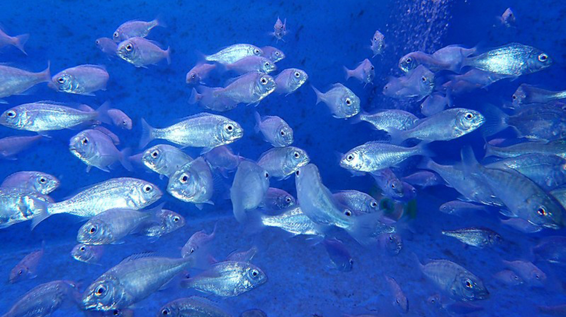 fish-1140x640.jpg