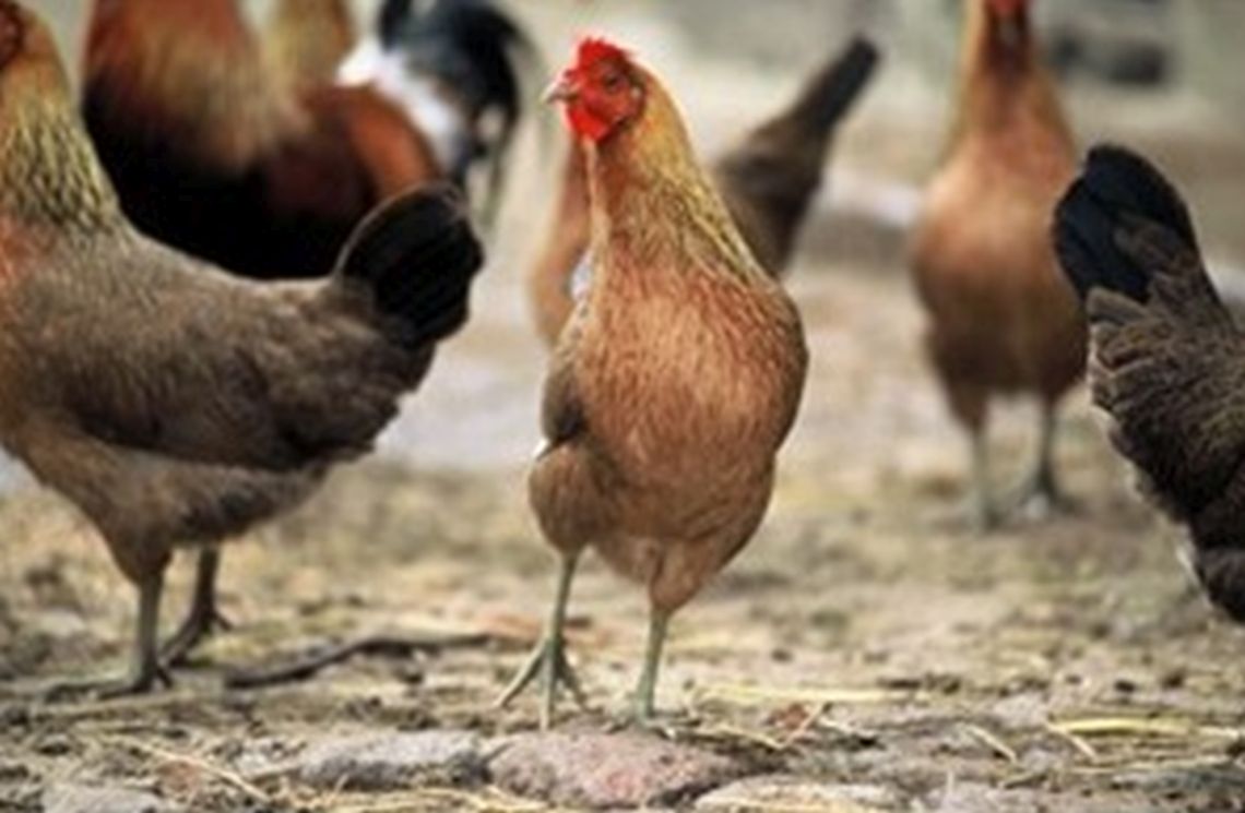 genetic_characterization_of_indigenous_chicken_breeds_2.jpg