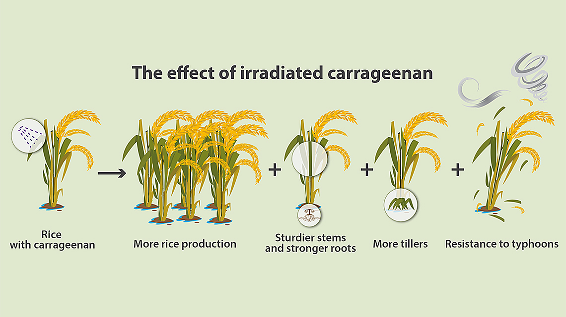 irradiated-carrageenan-114-x640.jpg