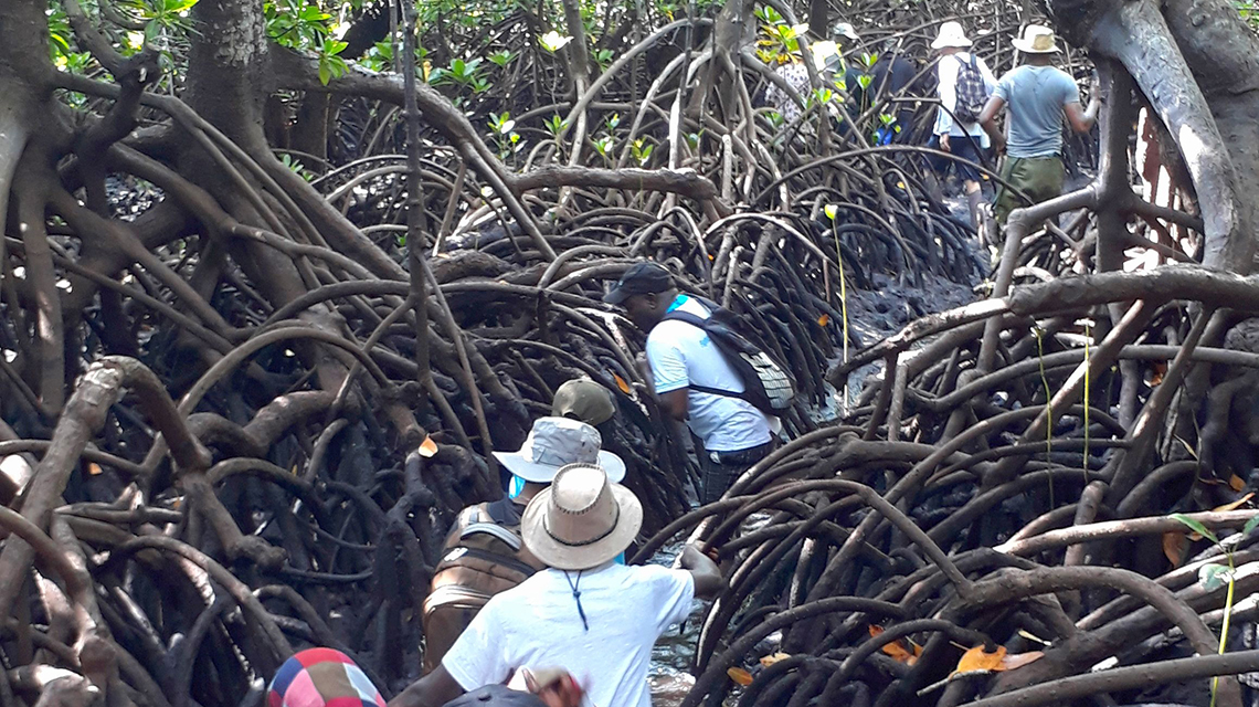 mangroves-sampling-1140x640.jpg