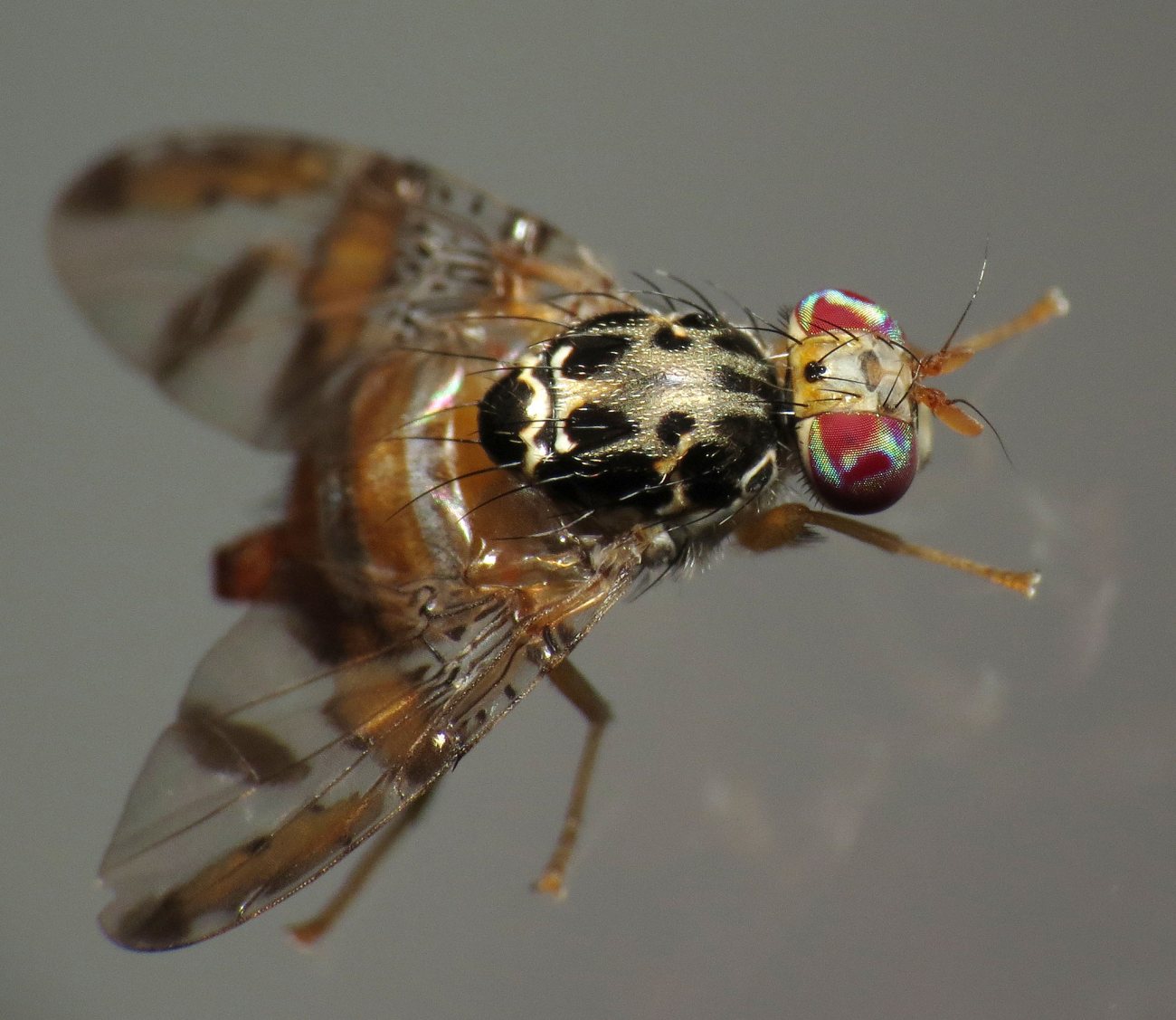 mediterraneanfruitfly_katjaschulz_flickr_smaller.jpg