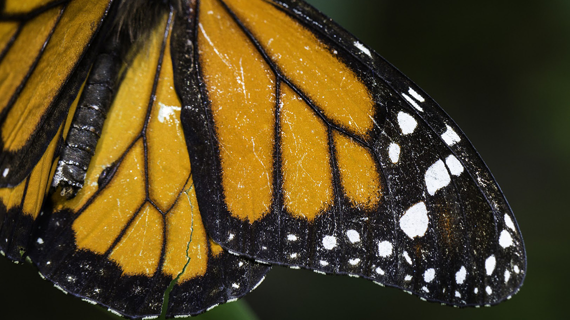 monarch-butterfly-wing-1140x640.jpg