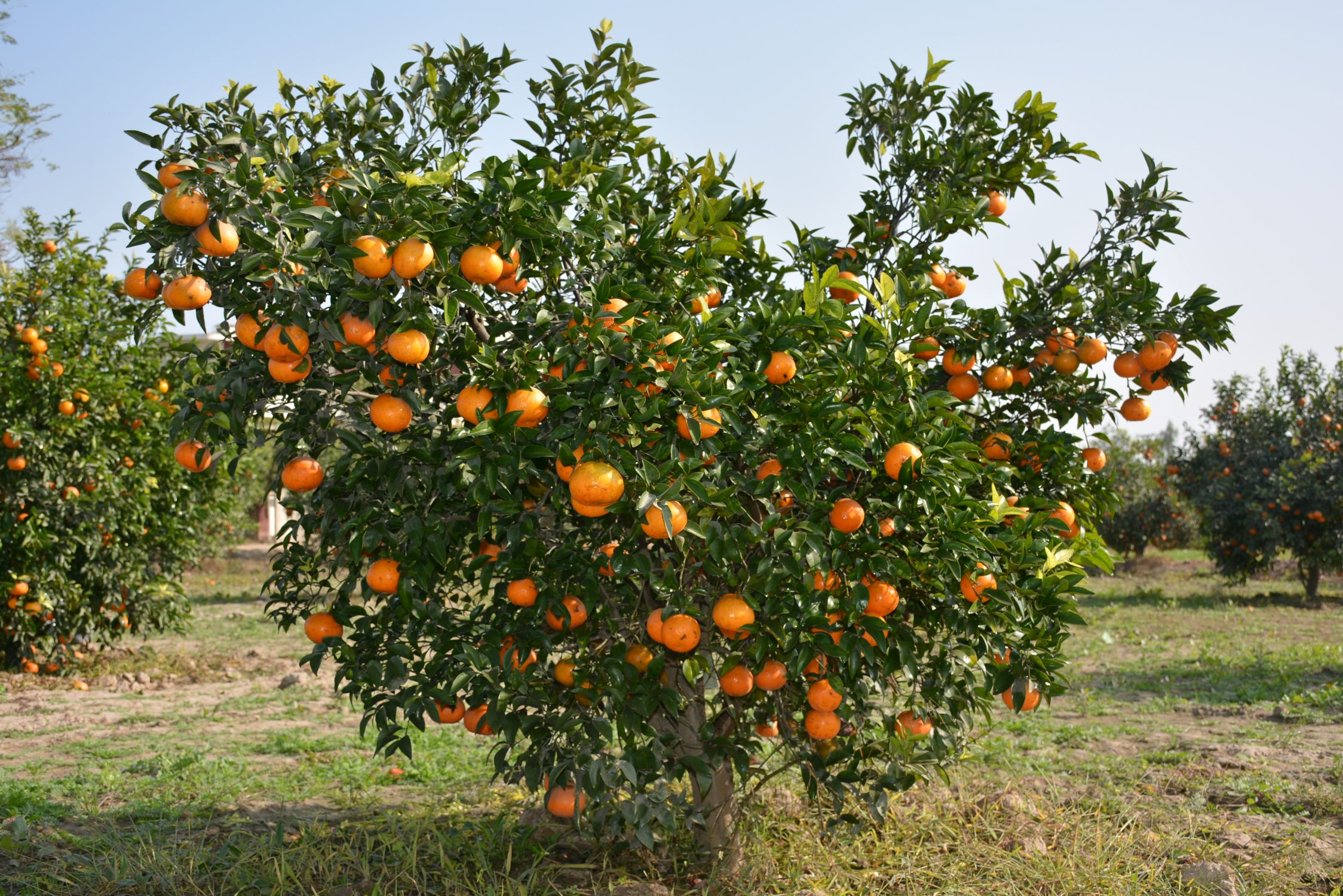 nafa-orange-tree.jpg