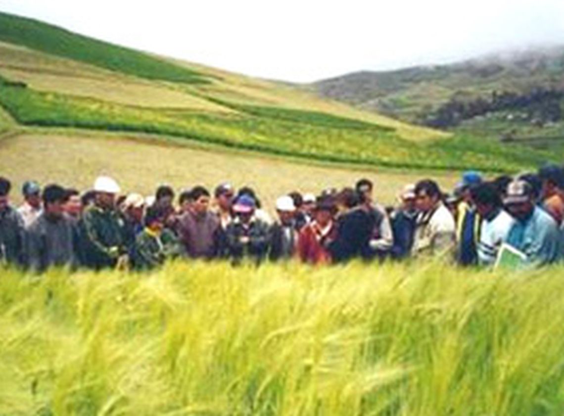 nafa-pbg-improved-barley-varieties3.jpg