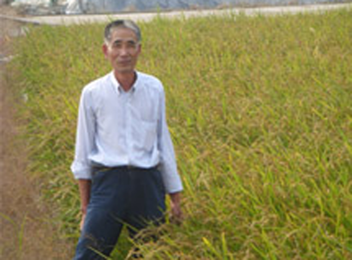 nafa-pbg-rice-mutation-breeding-in-china2.jpg