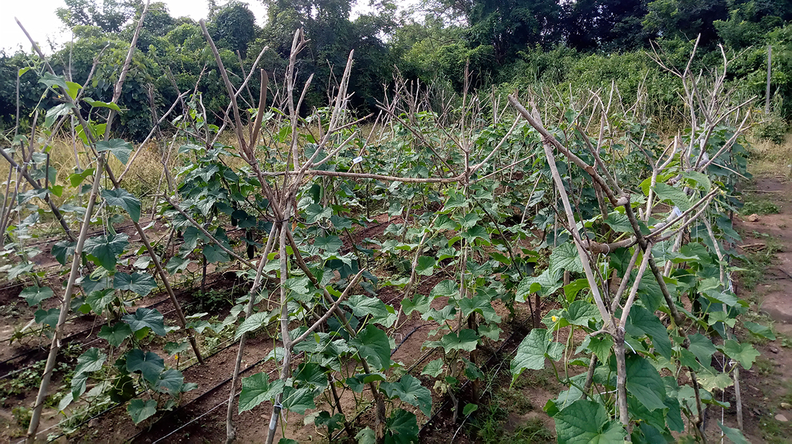 nigeria-drip-irrigation2-1140x640.jpg