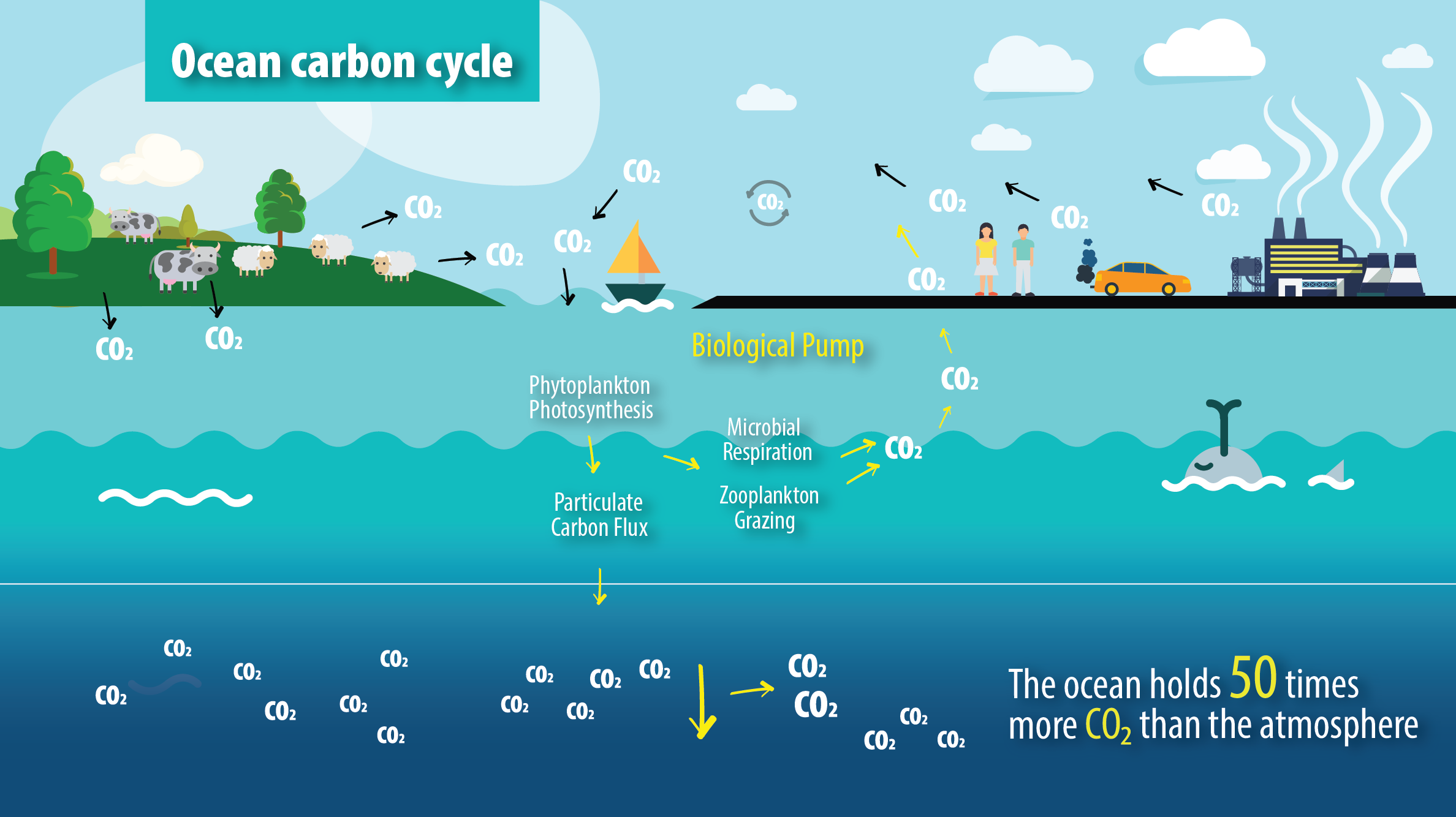 ocean-carbon-cycle.png
