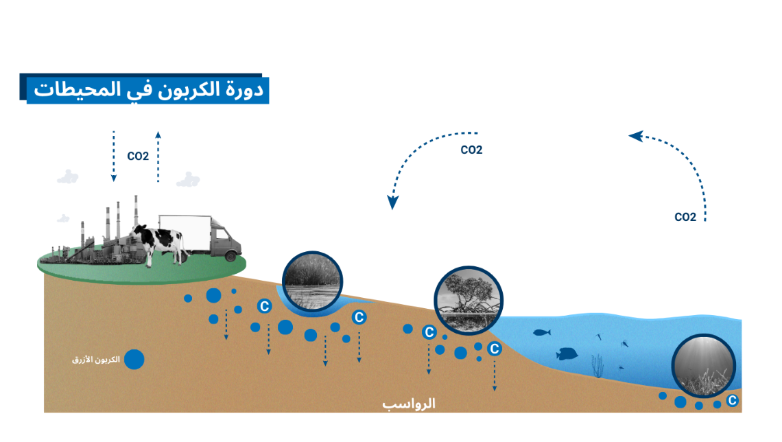 ocean_carbon_cycle_-_ar.png