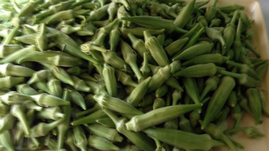 okra-yield-syria-1140x640.jpg