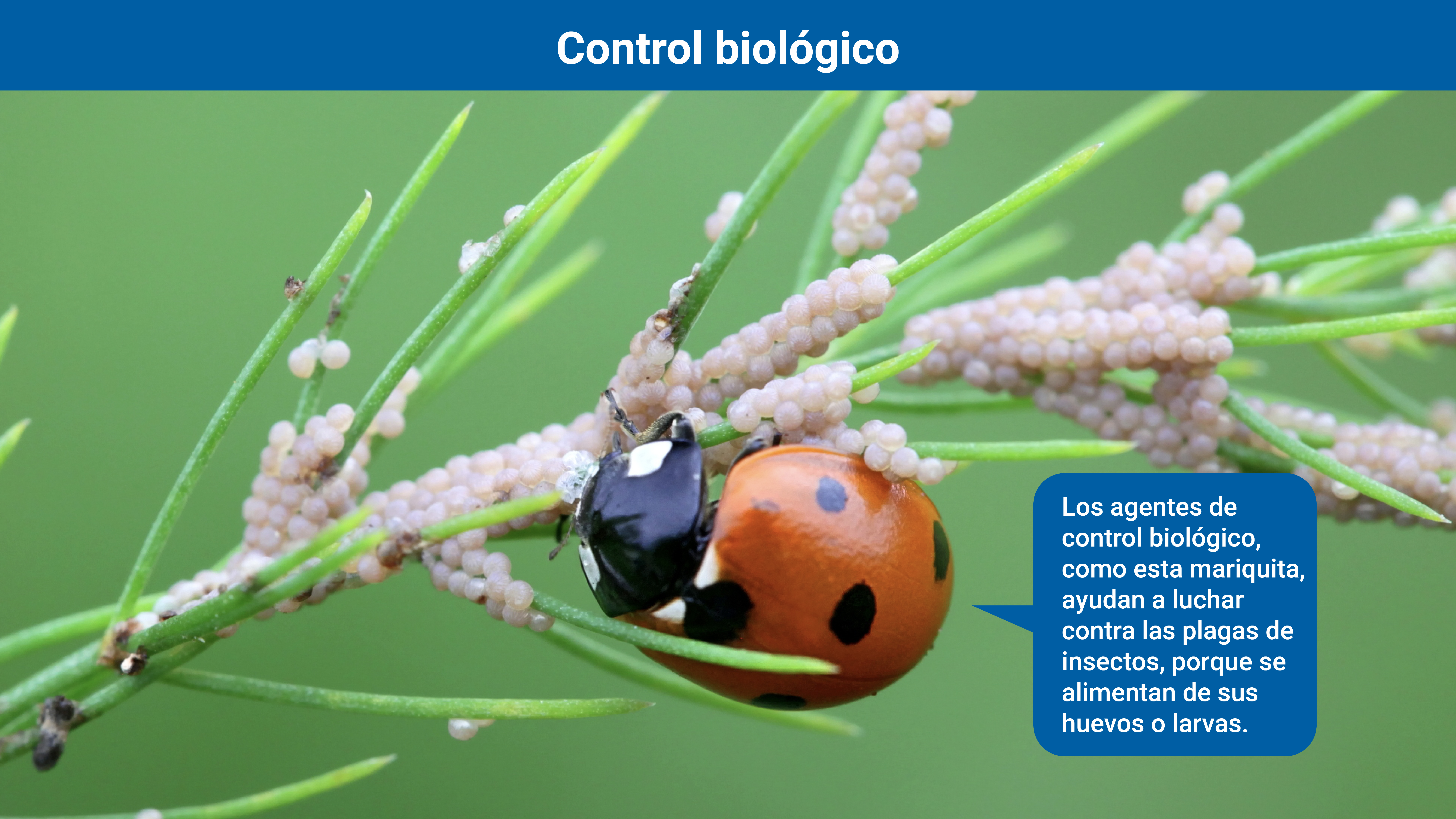 pest_control-sp_03_biological_control_.jpg