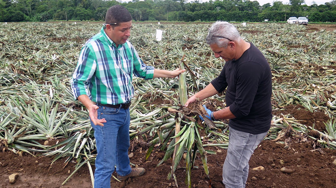 pineapplefield-costarica-1140x640.jpg