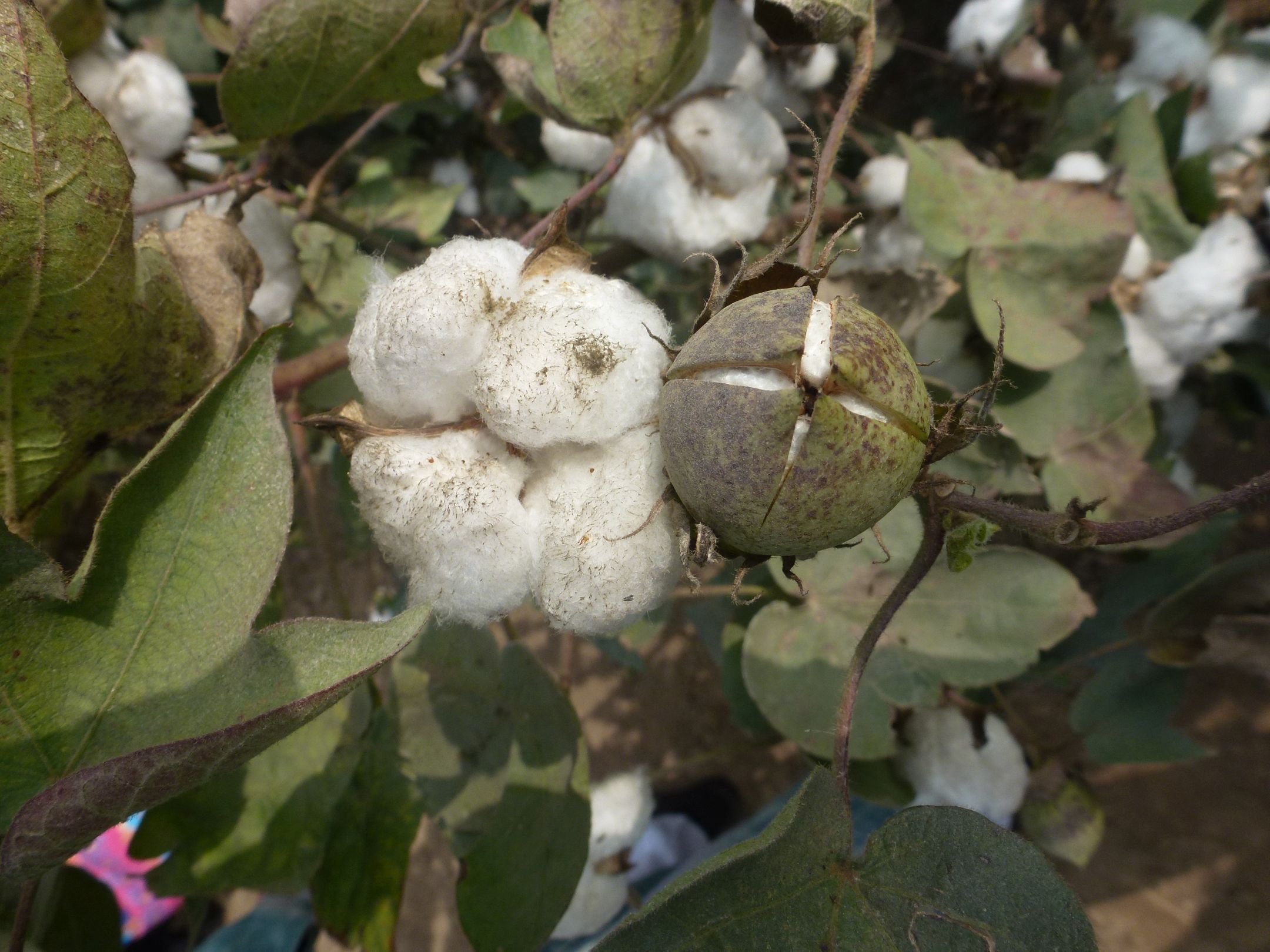 plant-mutation_cotton.jpg