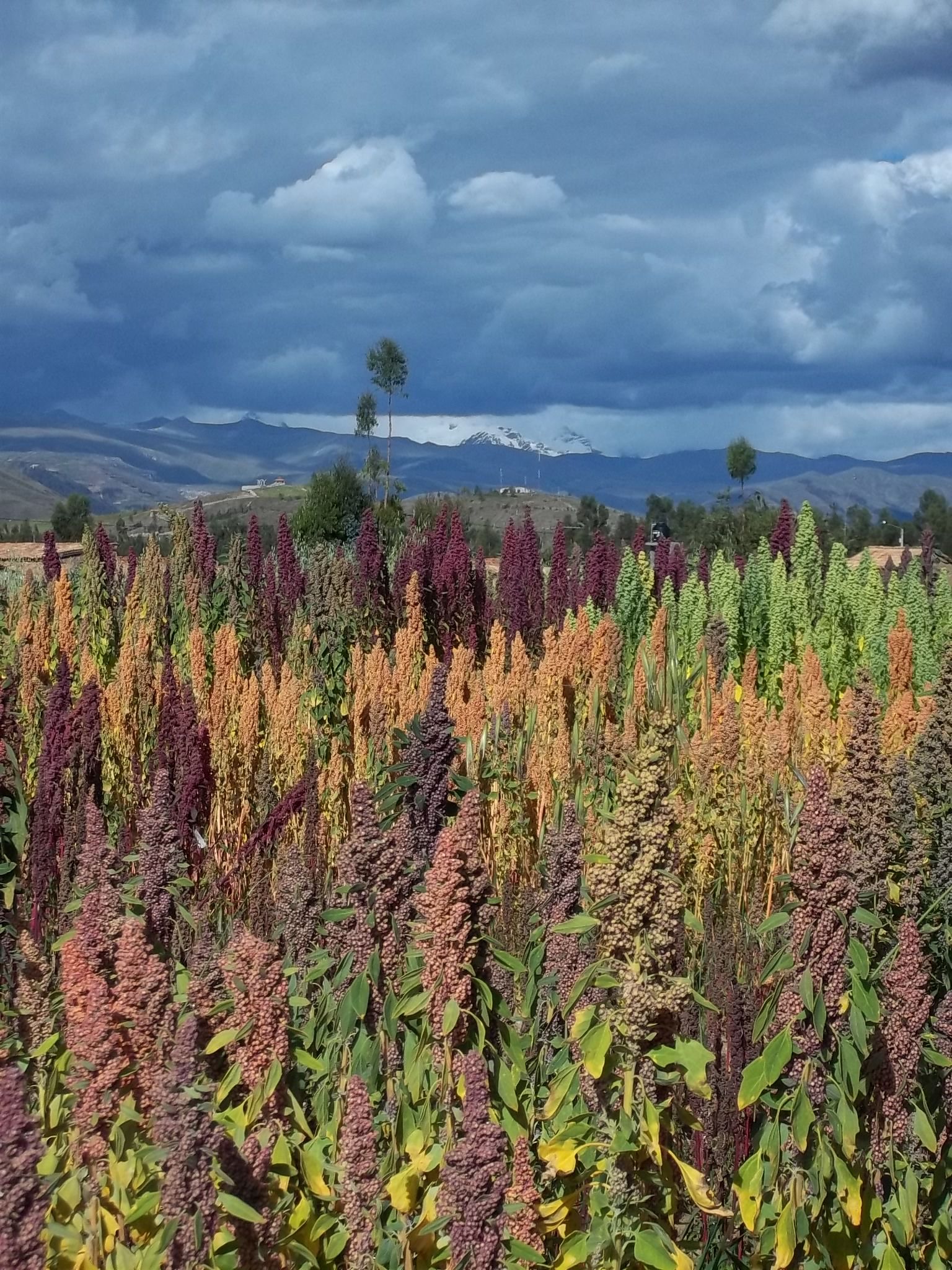 quinoa_experiments_peru.jpg