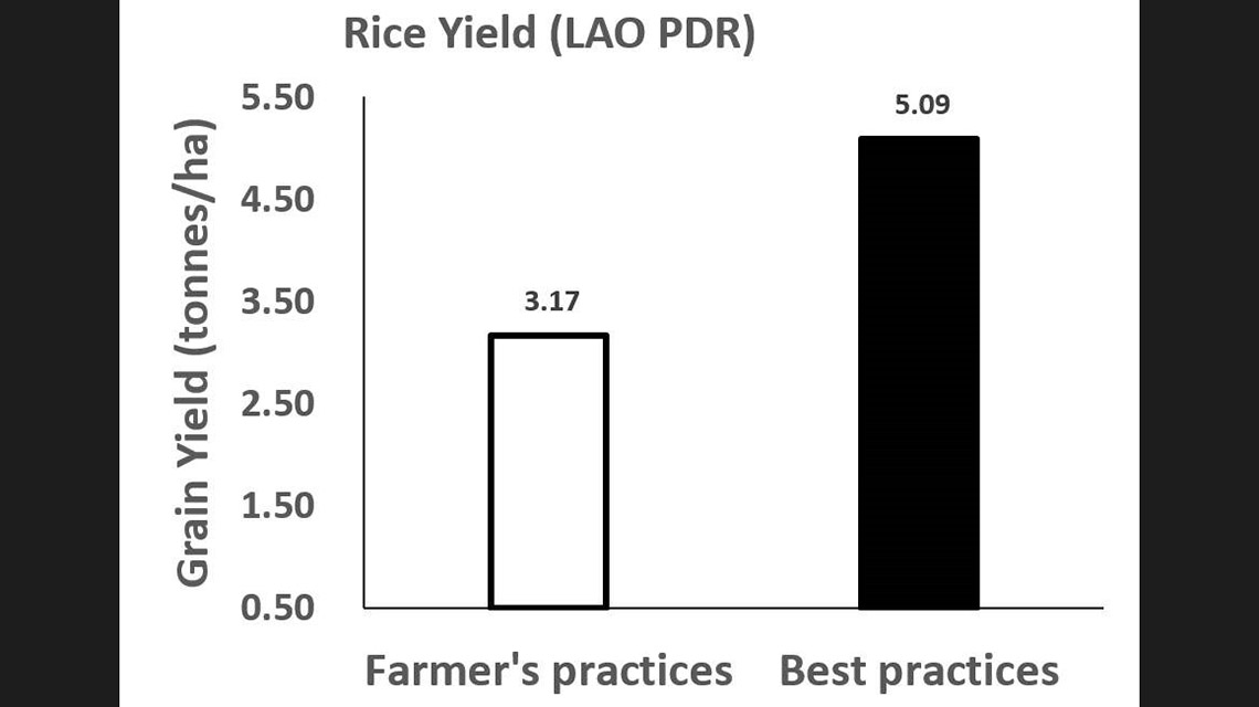 rice-yield-1140x640.jpg