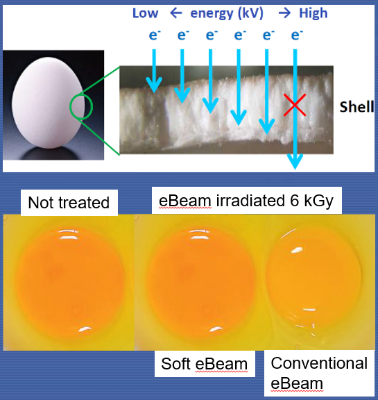 safer_eggs_with_the_sweep_of_an_electron_curtain.png
