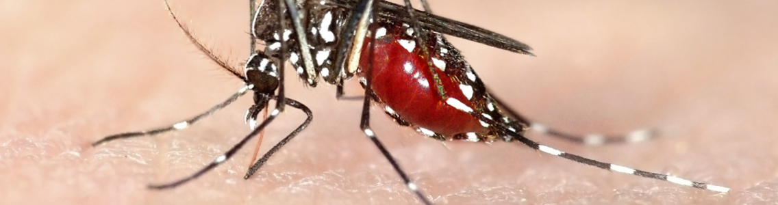 Mosquito
