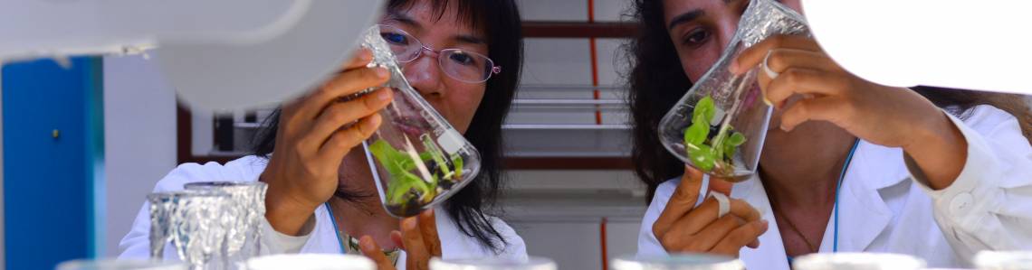 Plant Breeding, IAEA Seibersdorf