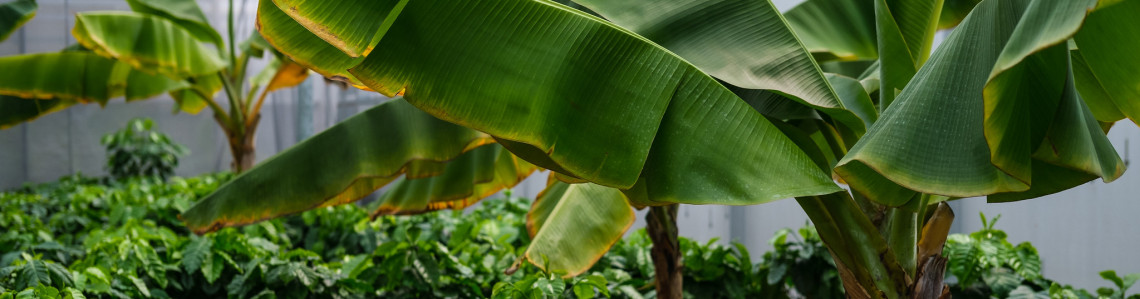 Plant Breeding and Genetics Laboratory