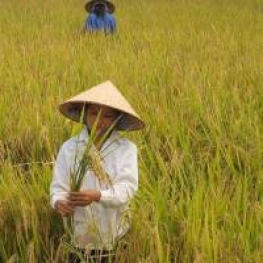 Soil agriculture 