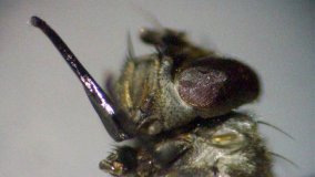 Stinging Wasps Replace Chemical Pesticides becoming Control Agents in Fighting Stable Flies