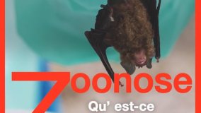 Qu’est-ce qu’une zoonose ?