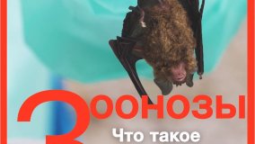 Зоонозы. Что такое зоонозные заболевания?