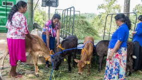 SRL5046 - Improving Livelihoods Through Dairy Cattle Production: Women Farmers' Empowerment
