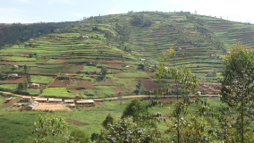 The mountainous agricultural region in Uganda’s southwestern highlands are affected by soil erosion