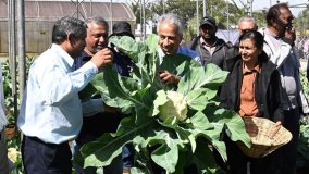  Local Cream variety of cauliflower