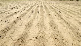 Barley in the Desert: Kuwait Progresses in the Development of a New Variety Using Nuclear Techniques