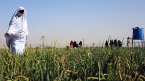 The Technical Cooperation Programme: How Does it Work?