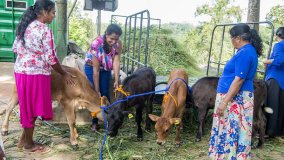 Empowering Rural Women in Sri Lanka's Dairy Industry