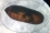 <p>Este parasitoide, o insecto que ataca a otros insectos, se denomina Spalangia endius. Los parasitoides se alimentan de huéspedes vivos que acaban muriendo antes de reproducirse. La avispa hembra adulta, enemiga natural de la mosca de los establos, pone sus huevos en las crisálidas de mosca.</p>

<p>Fotografía: A. Solórzano/INTA</p>
