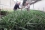 <p>Expertos del Ministerio de Agricultura y Ganadería de Costa Rica analizan los resultados del estudio piloto para elaborar un plan de acción nacional. Tanto los ganaderos como los productores de pi?a esperan que la ciencia resuelva su problema.</p> 

<p>Fotografías y texto: L. Gil/IAEA</p>
