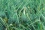 <p>Costa Rica es el primer productor mundial de pi?a fresca.</p>

<p>Pero el cultivo de la pi?a requiere una gran cantidad de fertilizante y plaguicidas.</p>